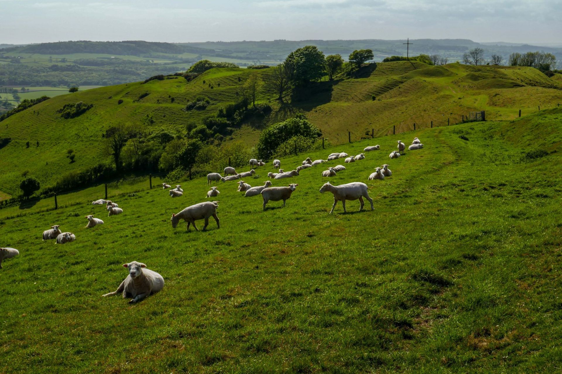 sheep on hillside